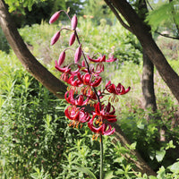 Lilium Claude Shride - Lis martagon Claude Shride - Bulbes de Lys