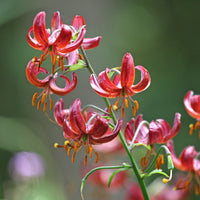 Bulbes de Lys - Lis martagon Claude Shride - Lilium Claude Shride