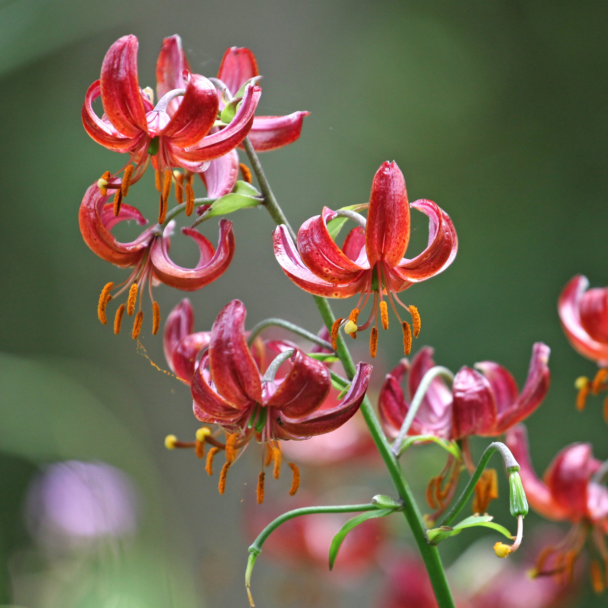 Bulbes de Lys - Lis martagon Claude Shride - Lilium Claude Shride