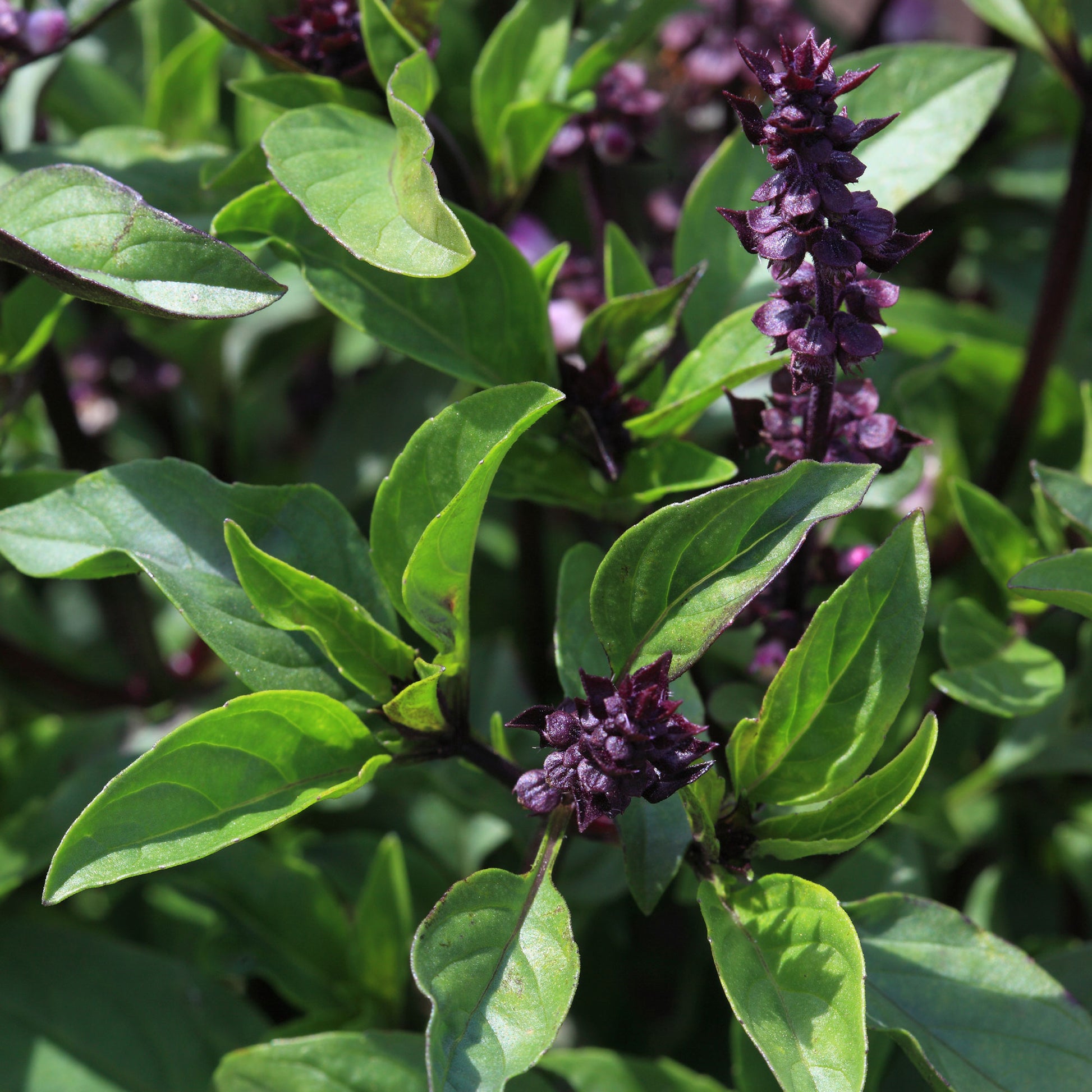 Plant de Basilic Thaï