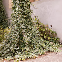 Lierre Goldchild - Hedera helix Goldchild - Bakker