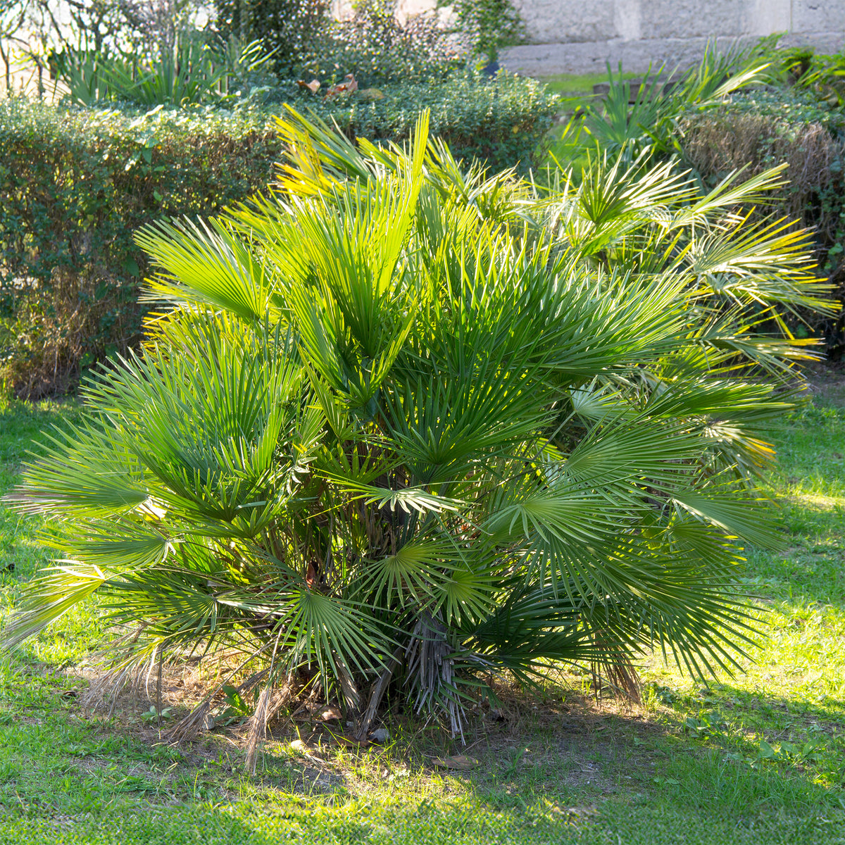 Palmier de jardin - Chamaerops humilis - Bakker