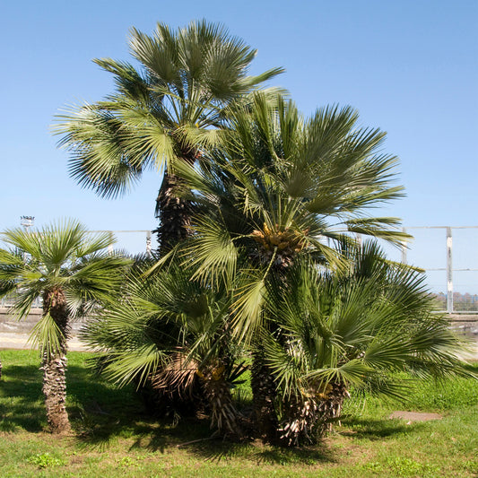Palmier de jardin - Bakker