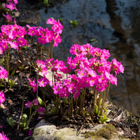 Primevère rose Grandiflora - Primula rosea grandiflora - Bakker