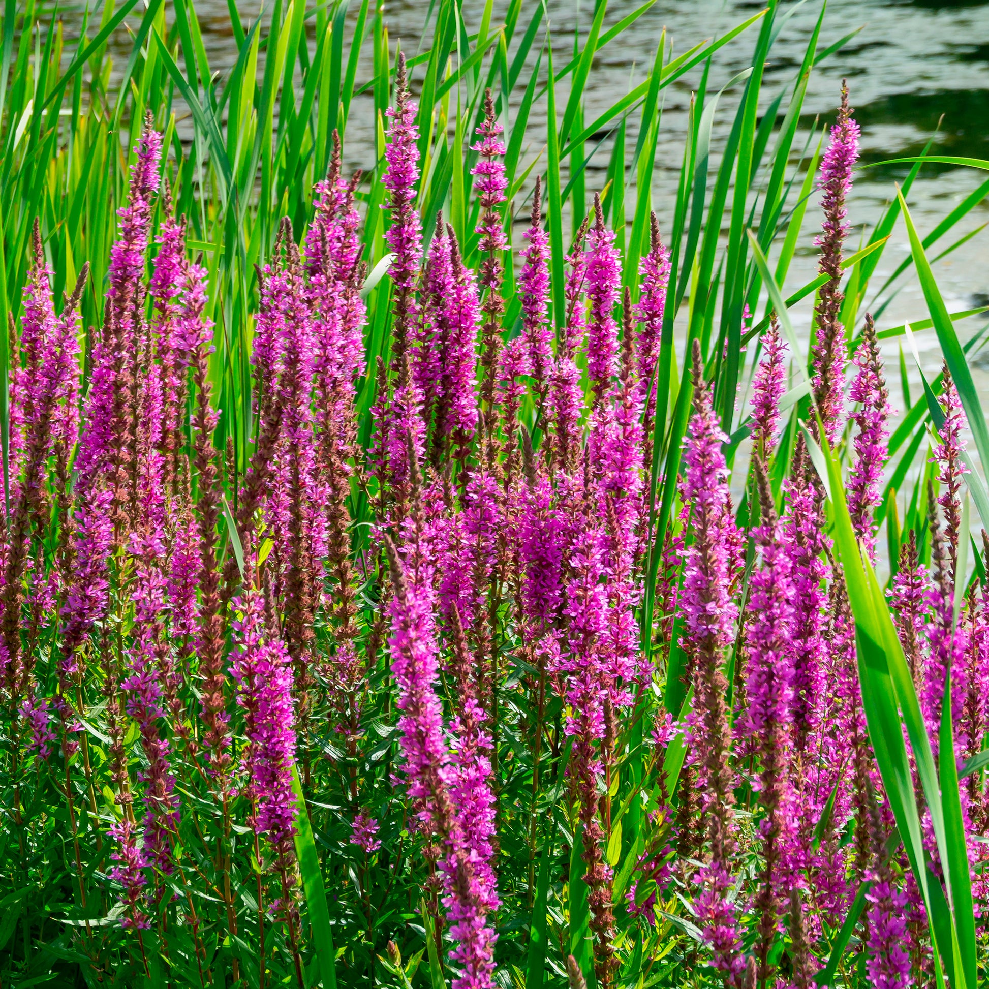 Toutes les plantes de bassin - Salicaire commune - Lythrum salicaria