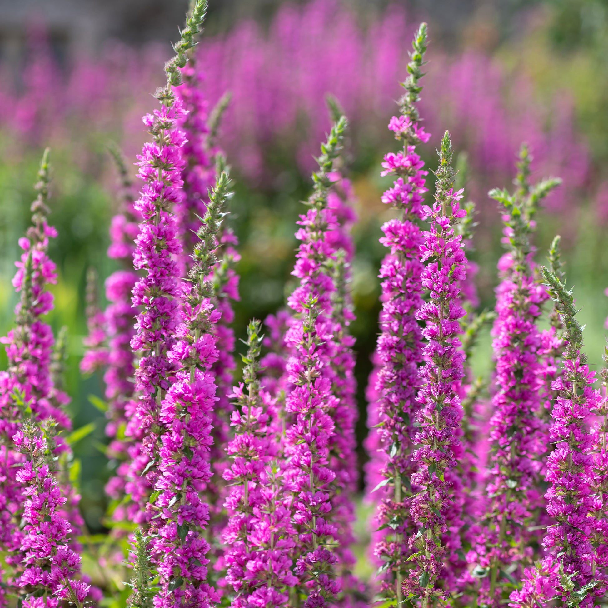 Vente Salicaire commune - Lythrum salicaria