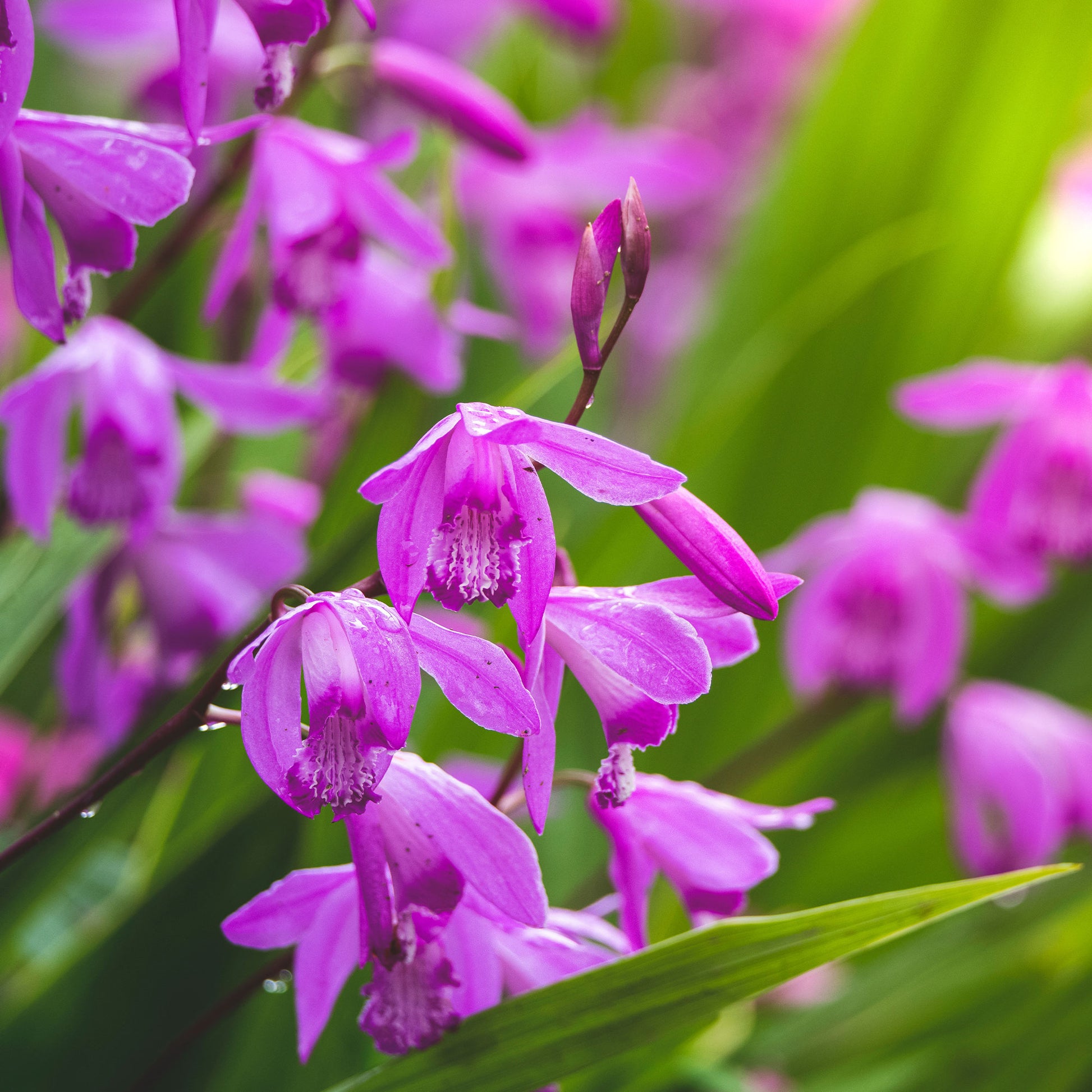 Bletilla striata - Orchidée Jacinthe - Toutes les plantes de bassin