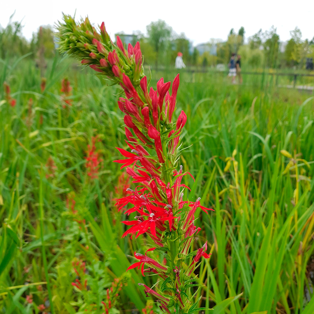 Lobélie cardinale - Lobelia cardinalis - Bakker