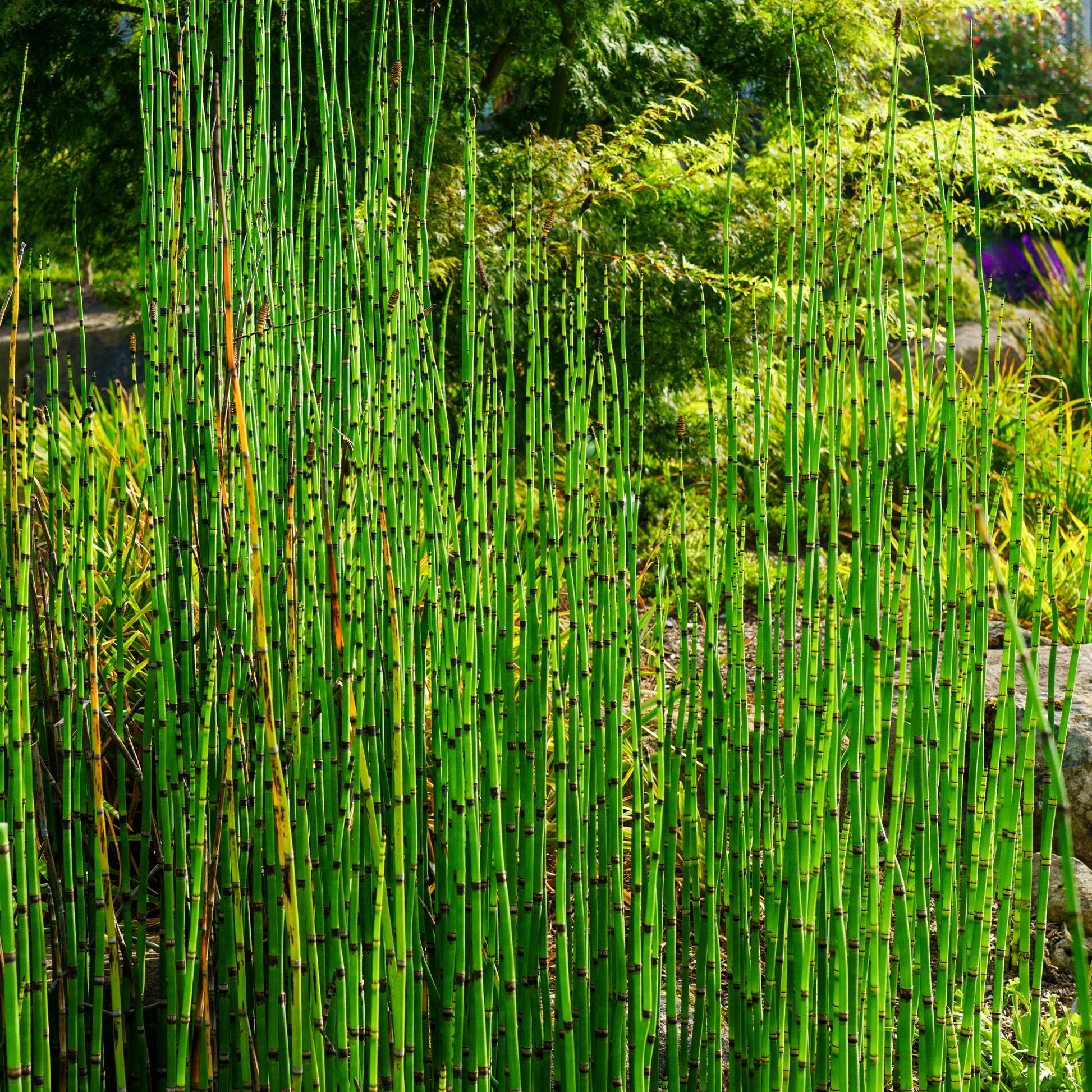 Equisetum japonicum - Prêle du Japon - Toutes les plantes de bassin