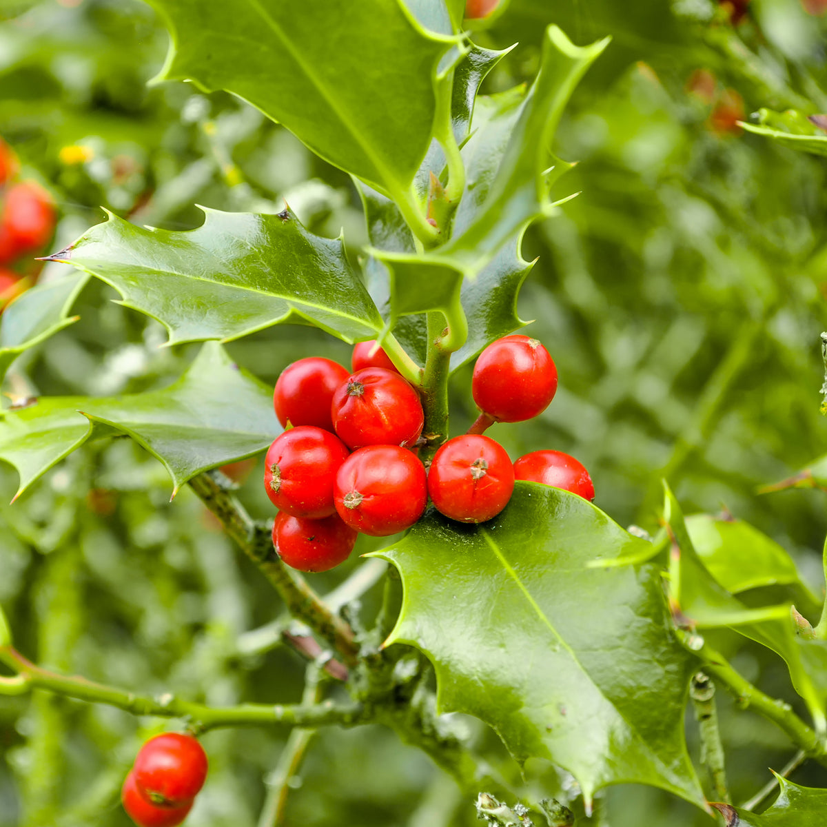 Arbustes fleuris - Houx commun - Ilex aquifolium