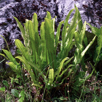 Asplenium scolopendrium - Fougère scolopendre - Plantes vivaces