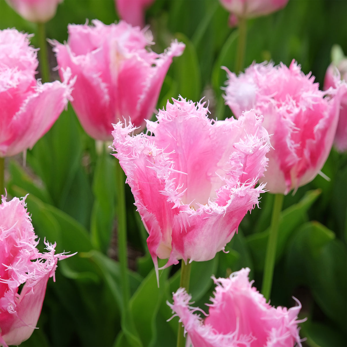 20 Tulipes frangées Huis ten Bosch