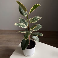 Caoutchouc Tineke - Ficus elastica Tineke - Bakker