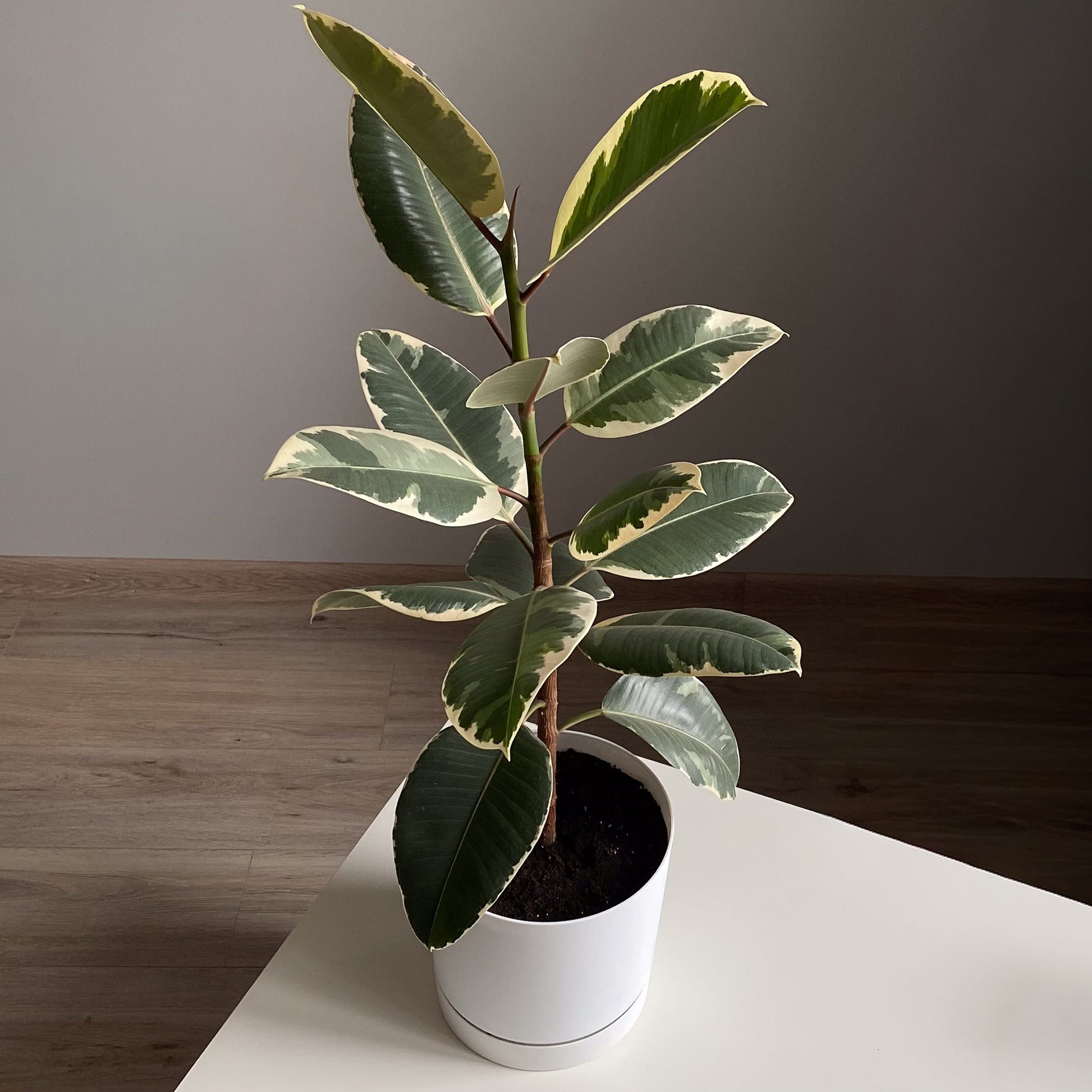 Caoutchouc Tineke - Ficus elastica Tineke - Bakker