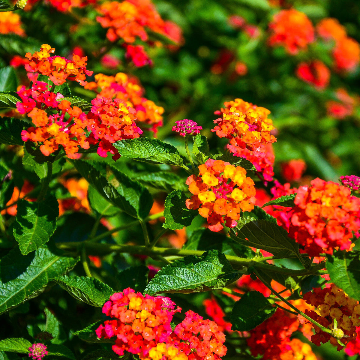 3 Lantana Passionfruit - Bakker