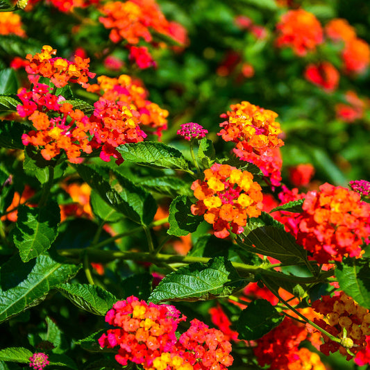 3 Lantana Passionfruit - Bakker