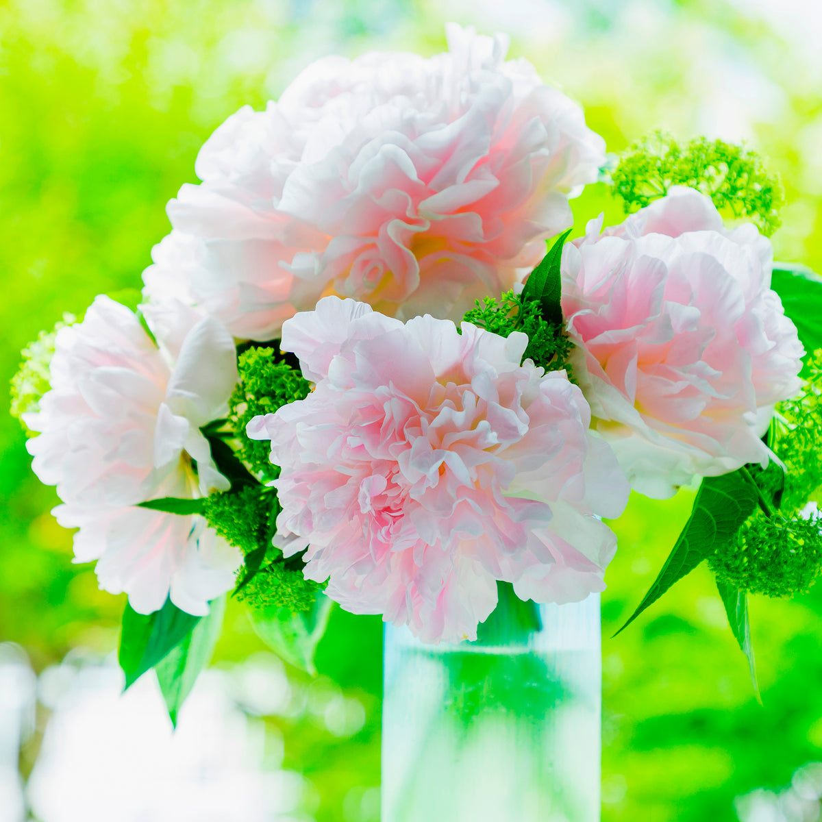 Vente Pivoine Albert Crousse - Paeonia lactiflora Albert Crousse