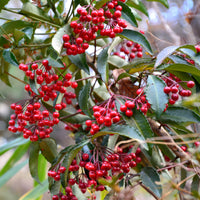 Vente Bois de Noël - Ardisia crenata
