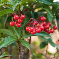 Ardisia crenata - Bois de Noël - Plantes d'intérieur fleuries