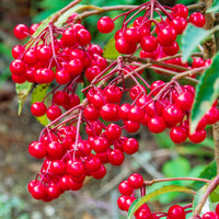 Plantes d'intérieur fleuries - Bois de Noël - Ardisia crenata