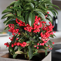 Bois de Noël - Ardisia crenata - Bakker