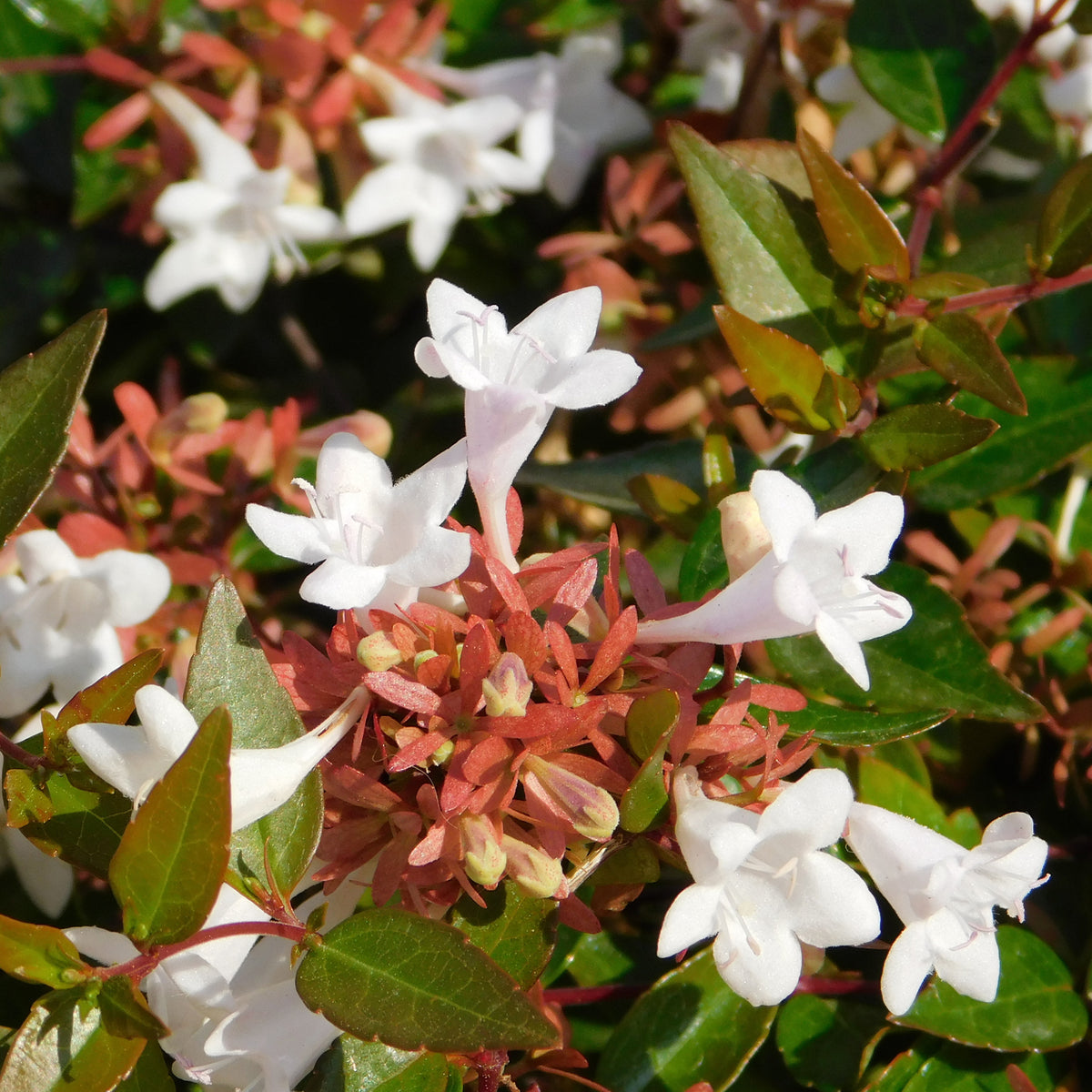 Abelia grandiflora Pisto - Abélia à grandes fleurs Pisto - Abélia