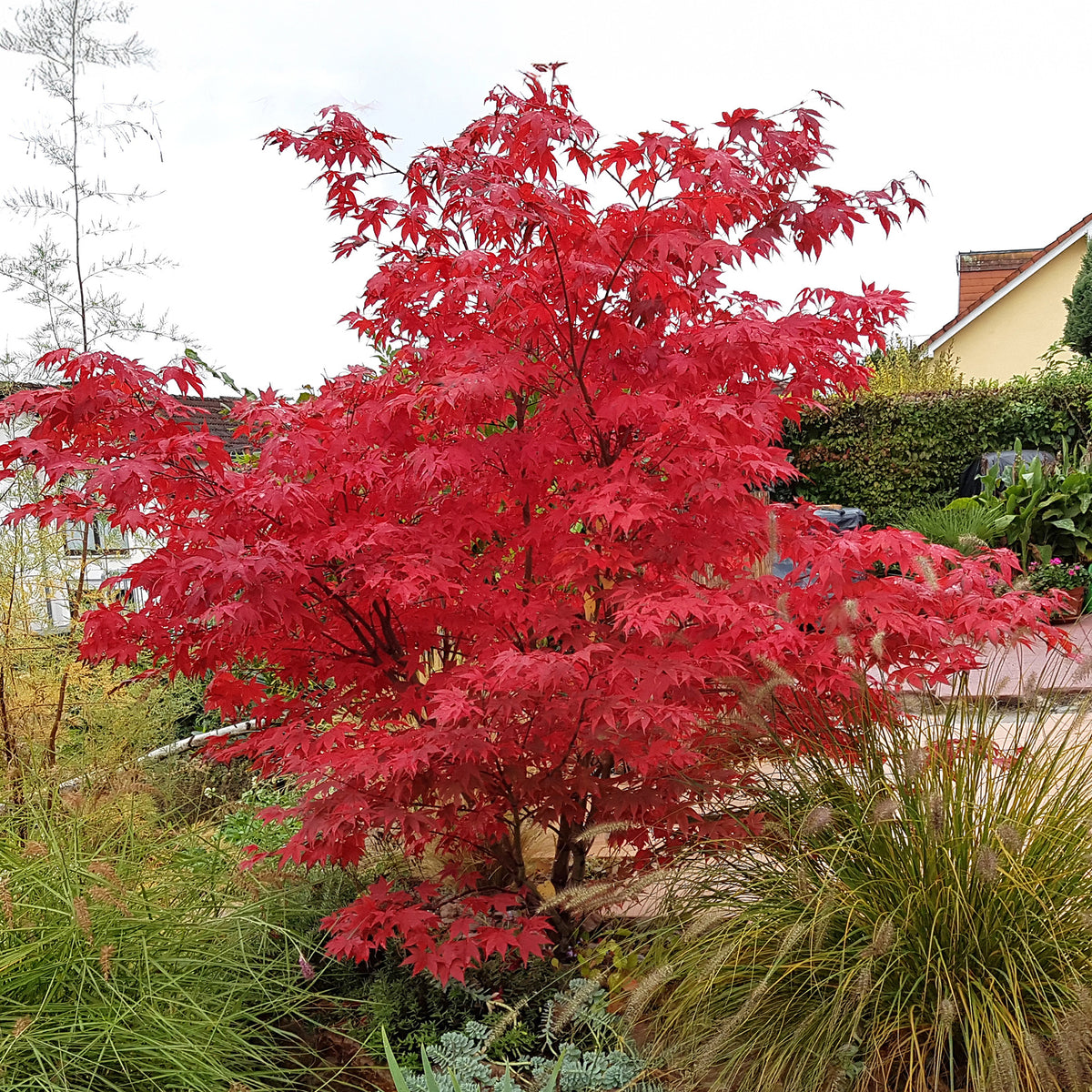 Erable du Japon Osakazuki - Acer palmatum Osakazuki - Bakker