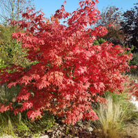 Erable du Japon Osakazuki - Acer palmatum Osakazuki - Bakker