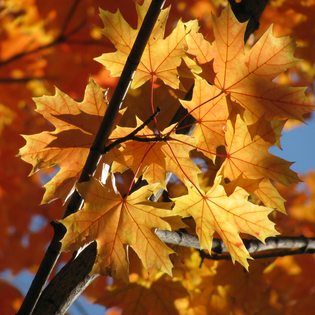 Vente Erable plane - Acer platanoides