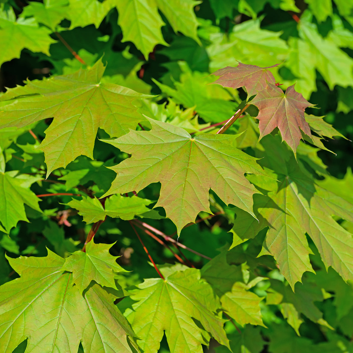 Erable plane - Acer platanoides - Bakker