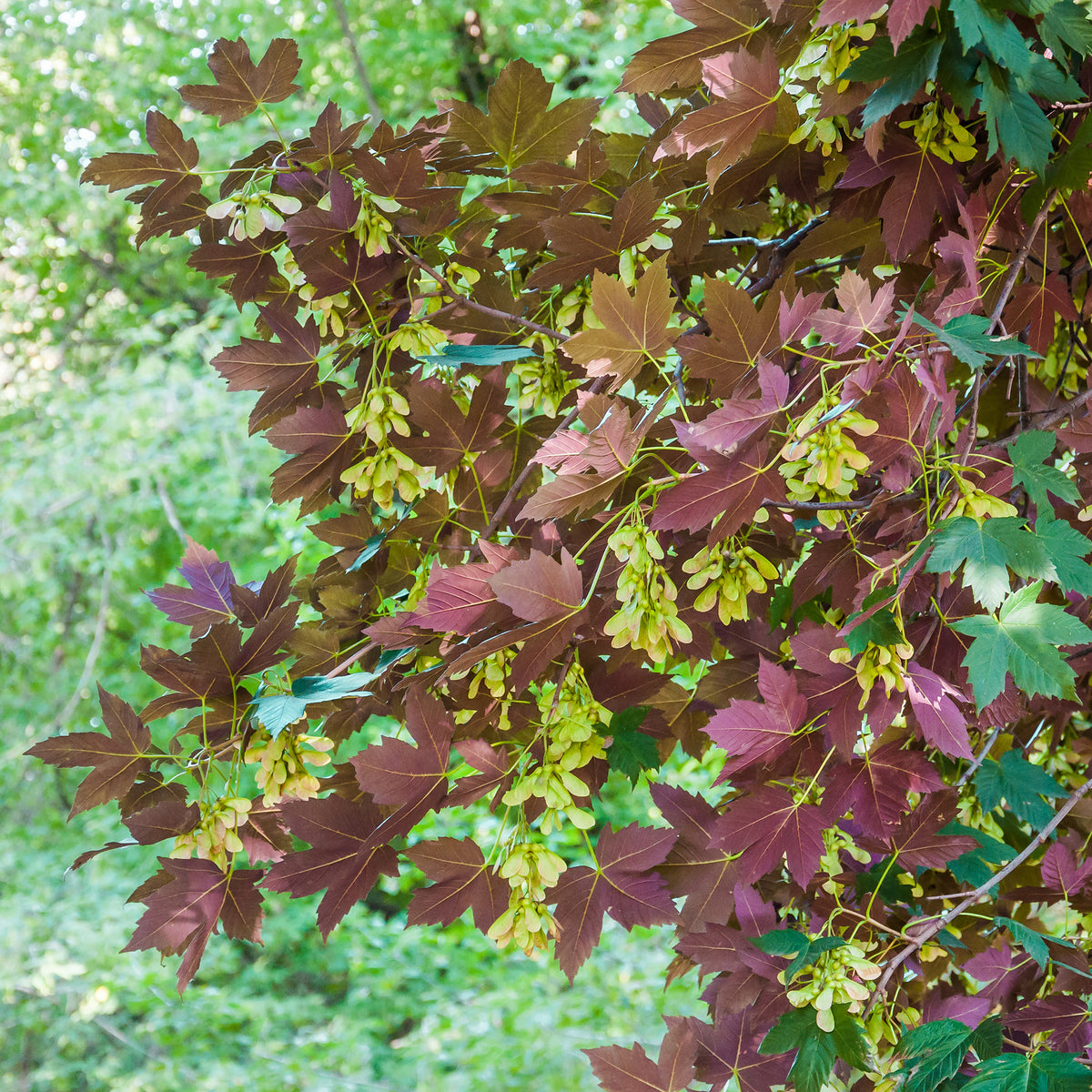 Erable sycomore Atropurpureum - Acer pseudoplatanus Atropurpureum - Bakker