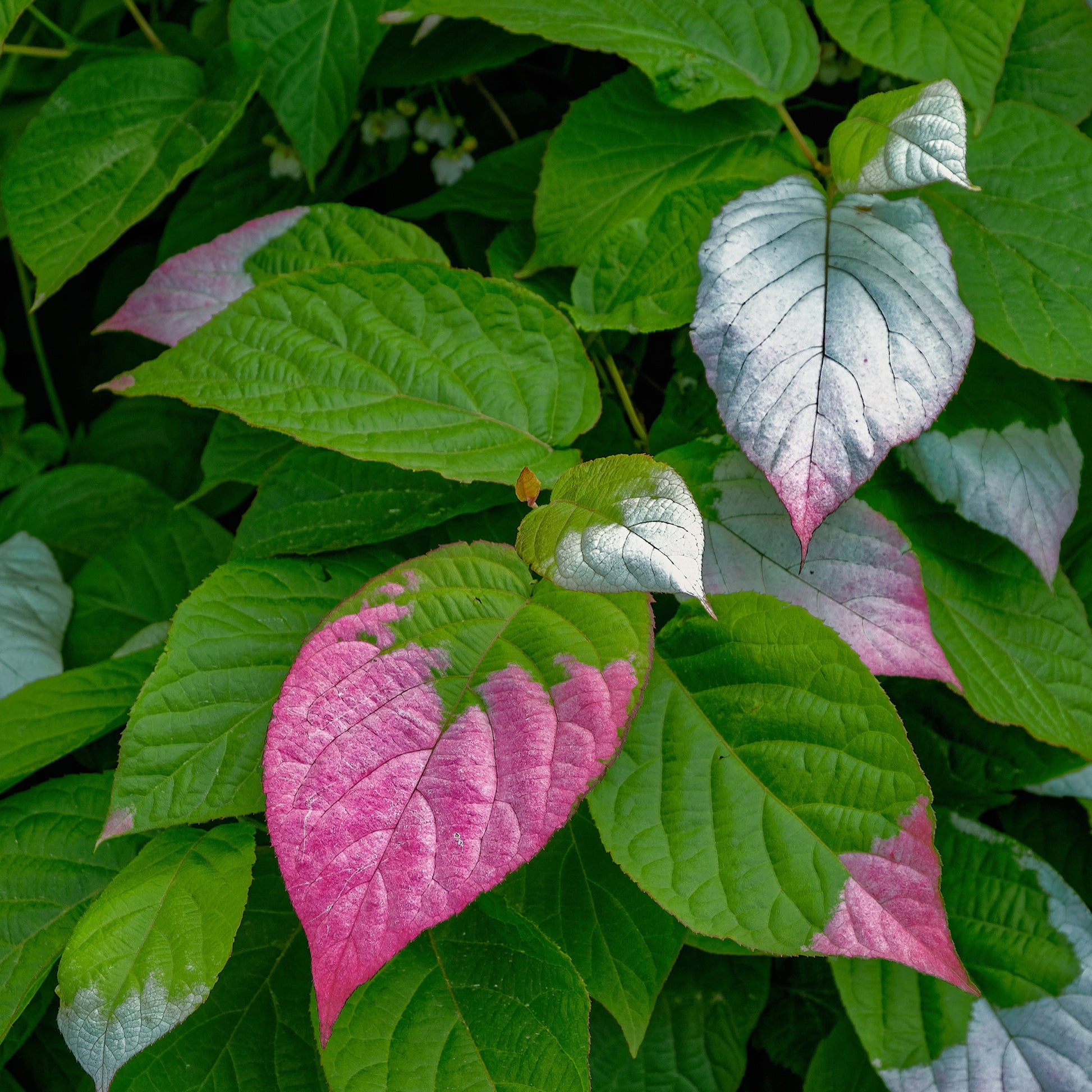 Plantes grimpantes - Kiwi arctique - Actinidia kolomikta