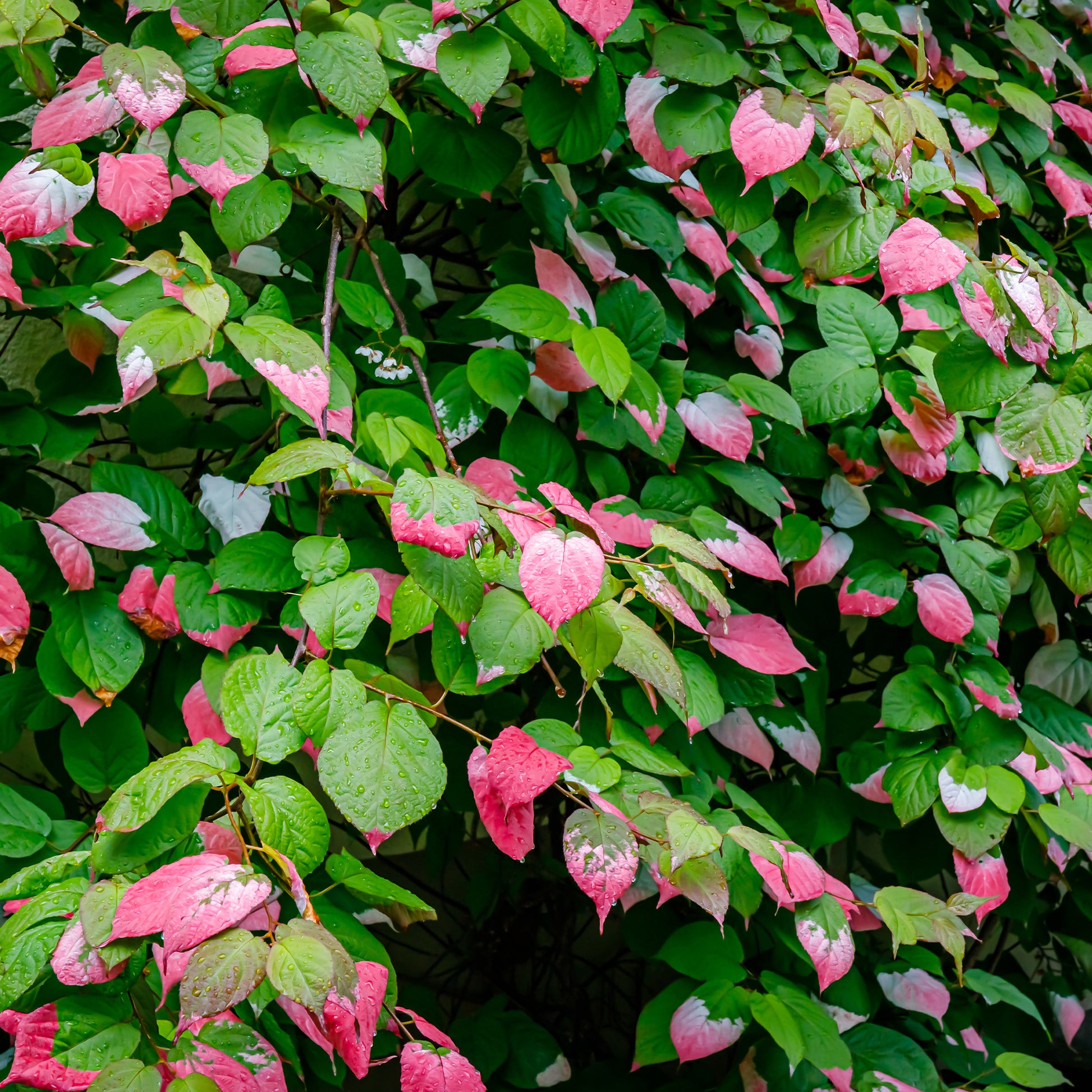 Kiwi arctique - Actinidia kolomikta - Bakker