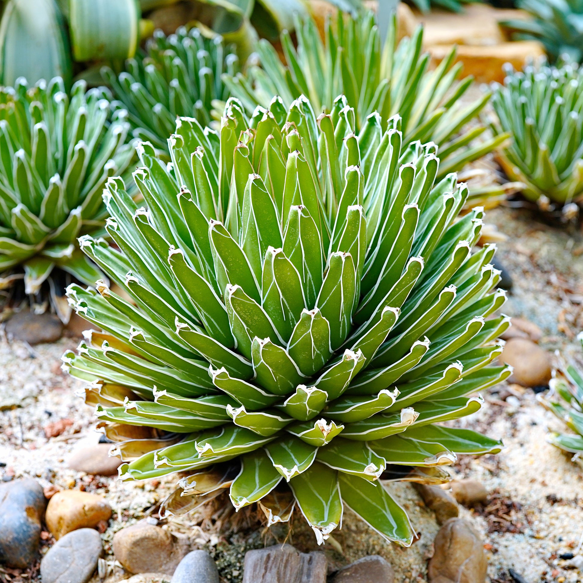 Agave victoriae reginae - Agave de la Reine Victoria - Agave