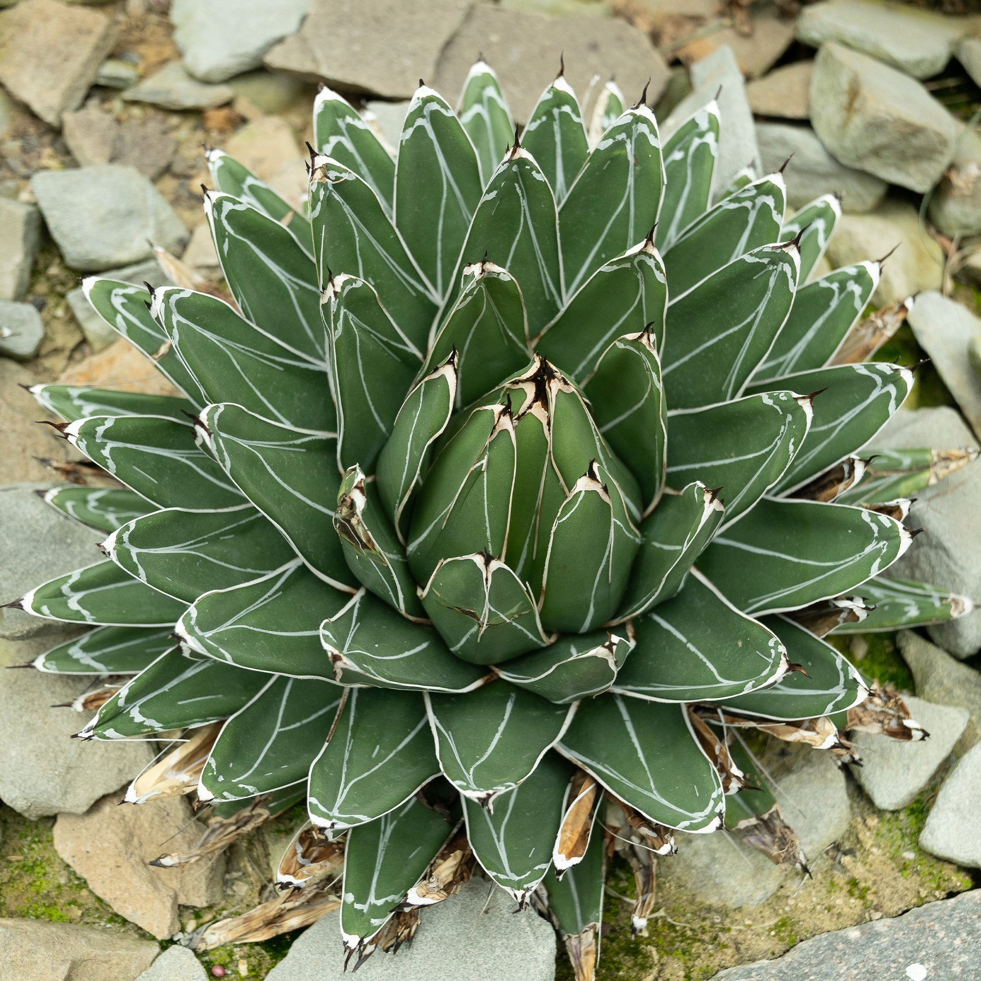 Agave de la Reine Victoria - Bakker