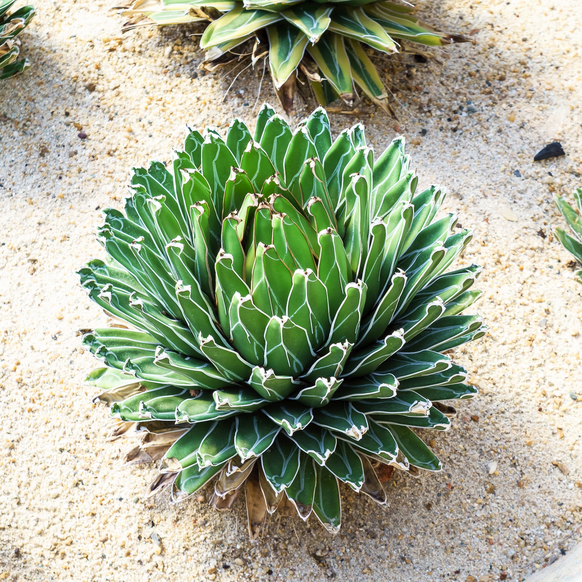 Agave de la Reine Victoria - Agave victoriae reginae - Bakker