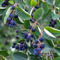 Vente Amélanchier des Bois - Amelanchier rotundifolia