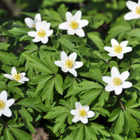 Anemone nemorosa - Anémone des bois - Bulbes d'Anémone