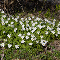 Anémone des bois - Anemone nemorosa - Bakker