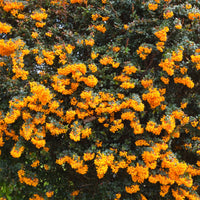 Berberis darwinii - Épine-vinette - Berberis - Épine-vinette