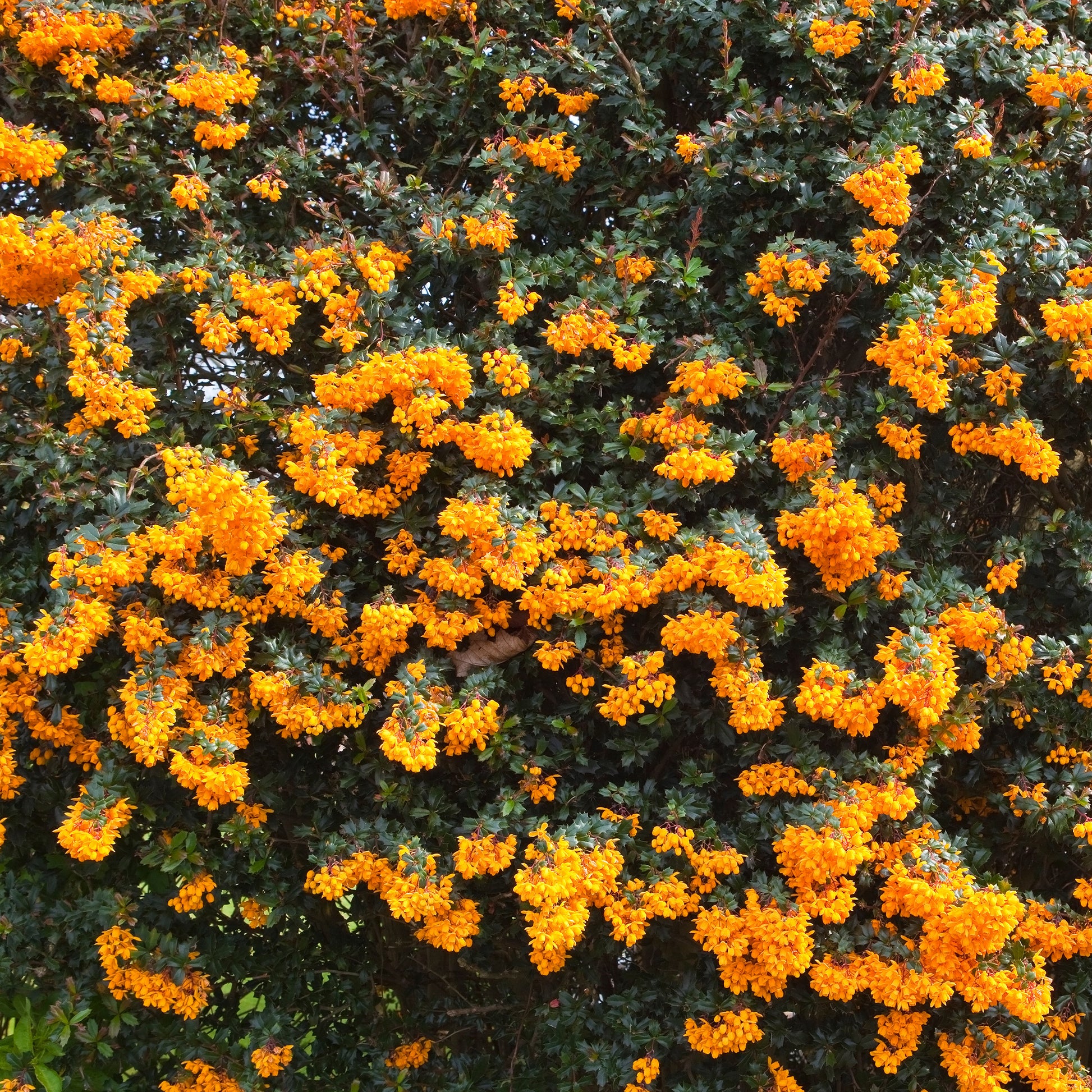 Berberis darwinii - Épine-vinette - Berberis - Épine-vinette