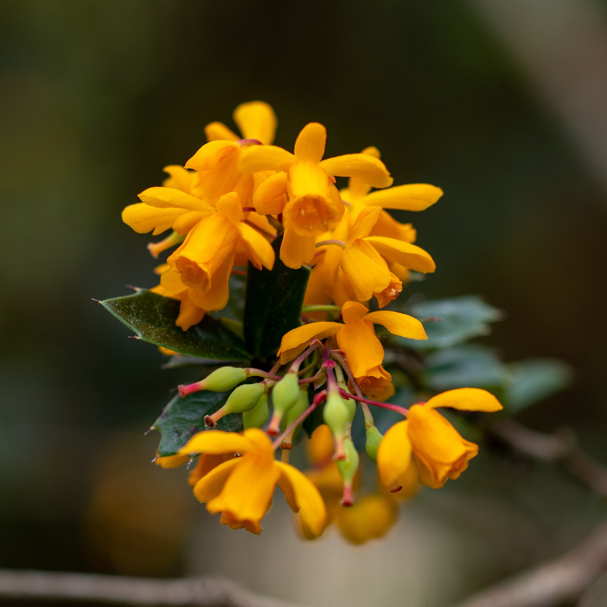 Berberis de Darwin - Berberis darwinii - Bakker