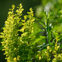 Berberis thunbergii Green Carpet - Épine-vinette de Thunberg Green Carpet - Plantes couvre-sol