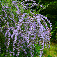 Buddleja alternifolia - Arbre à papillons à feuilles alternes - Arbre à papillons - Buddleja