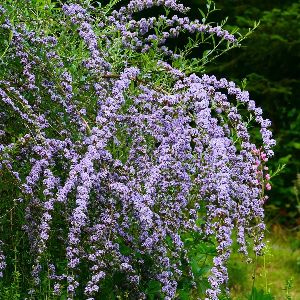 Buddleja alternifolia - Arbre à papillons à feuilles alternes - Arbre à papillons - Buddleja