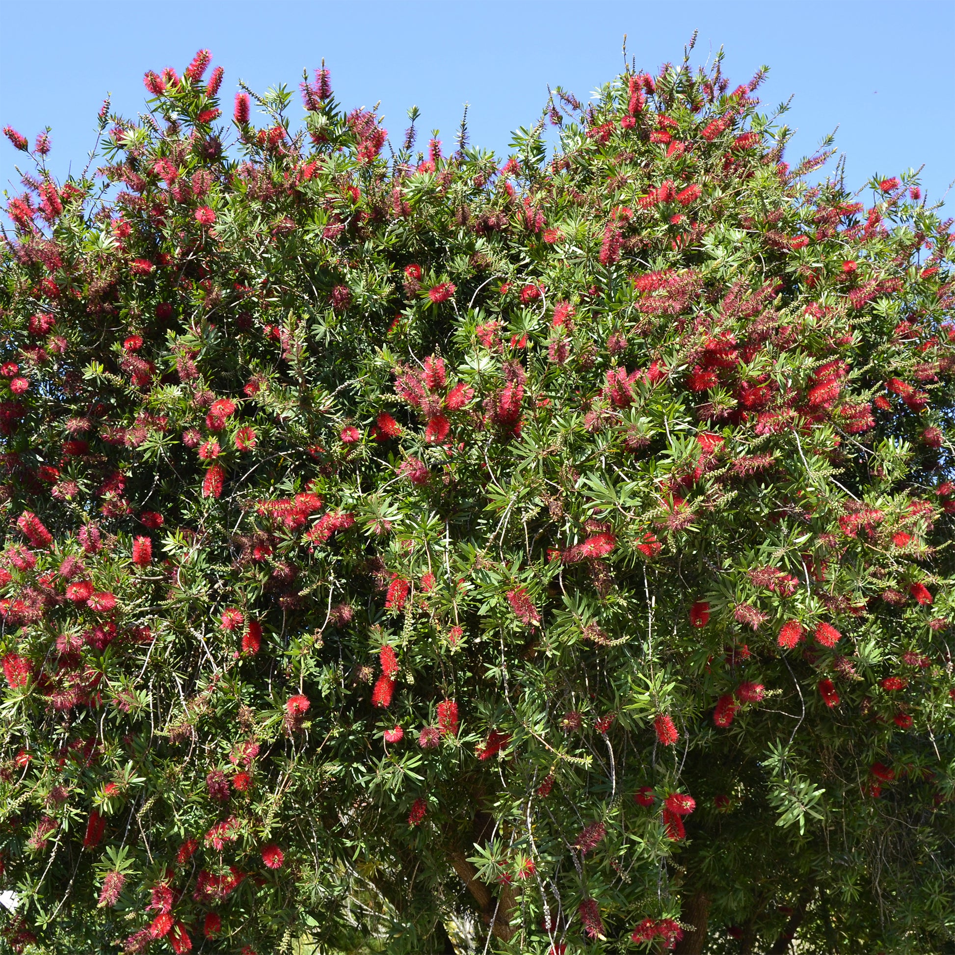 Rince-bouteille rouge - Bakker