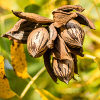 Vente Pacanier - Carya illinoinensis