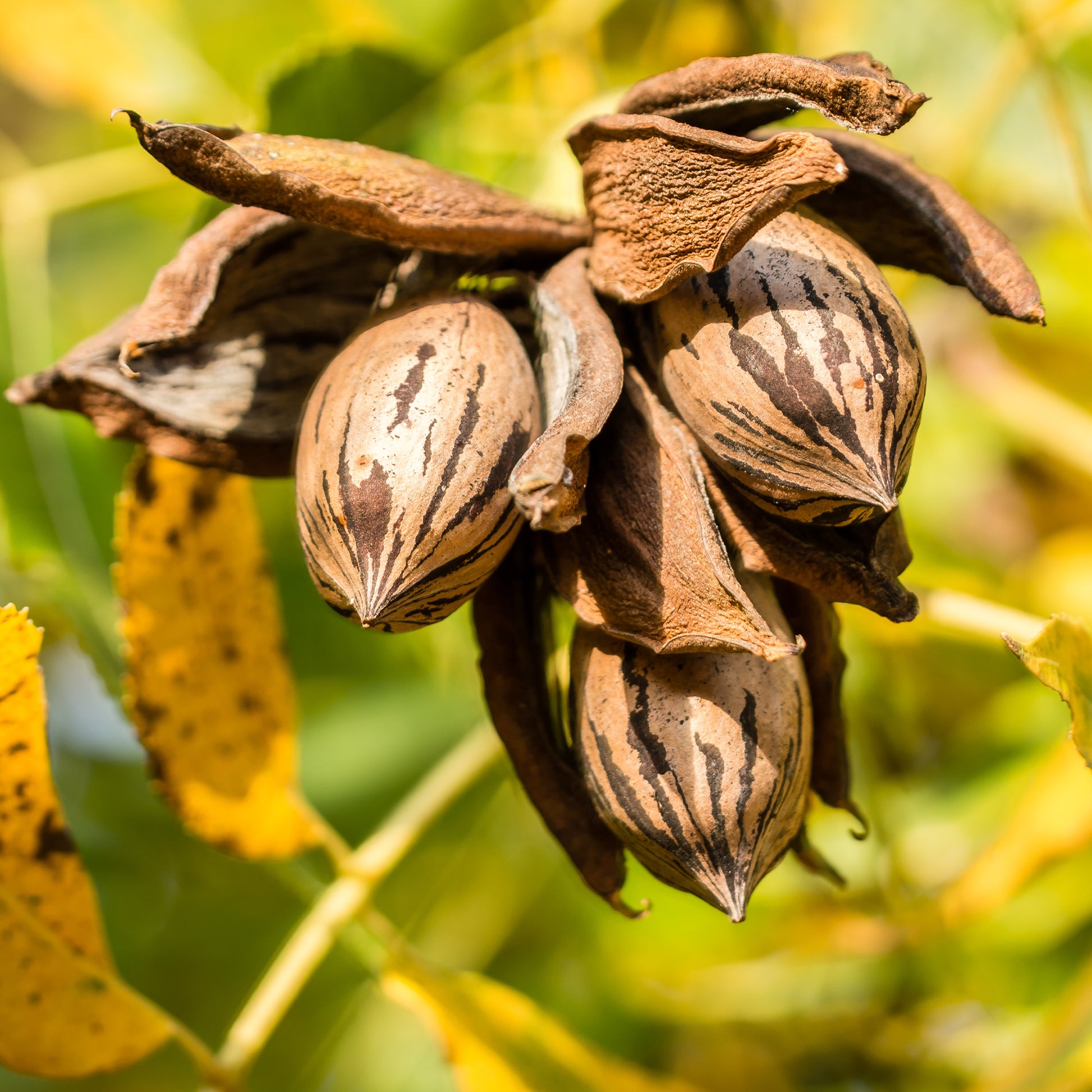 Vente Pacanier - Carya illinoinensis