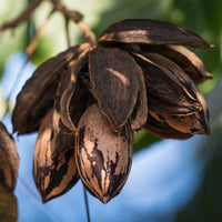Arbres - Pacanier - Carya illinoinensis