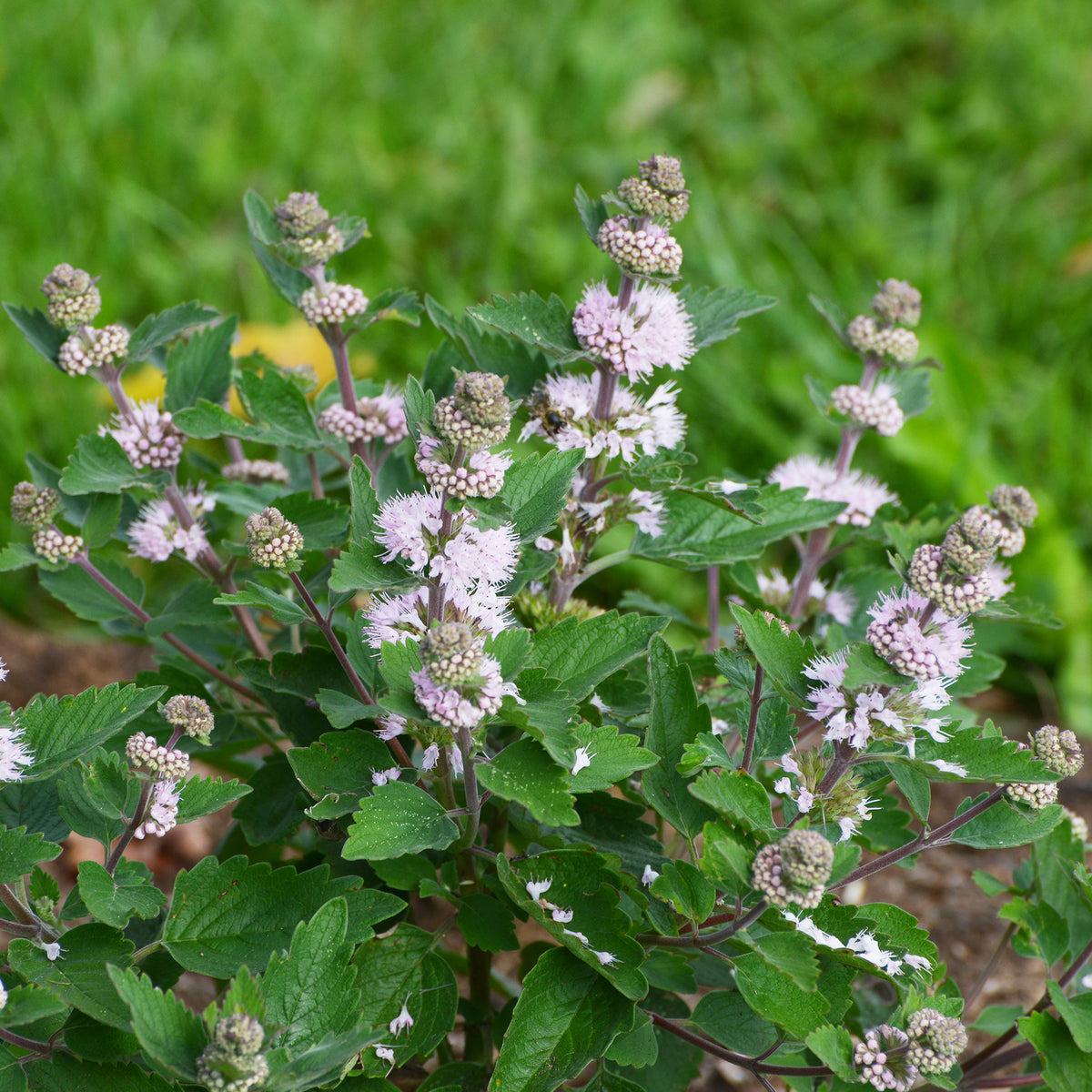 Caryopteris Stephi® Rose - Caryopteris clandonensis Stephi ® rose - Bakker
